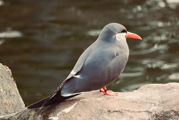 Foto close-up van een vogel die op een steunmuur zit