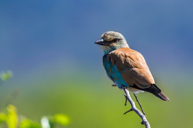 Foto close-up van een vogel die op een tak tegen de lucht zit