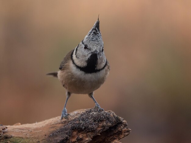 Foto close-up van een vogel die op een tak van een boom zit