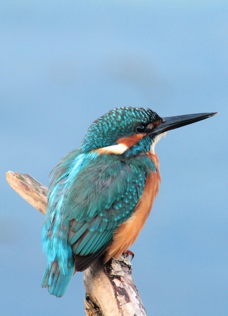Close-up van een vogel die op een tak zit tegen een heldere blauwe lucht