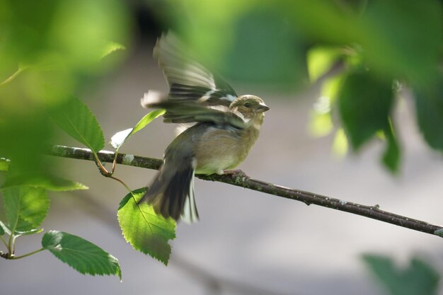 Foto close-up van een vogel die op een tak zit