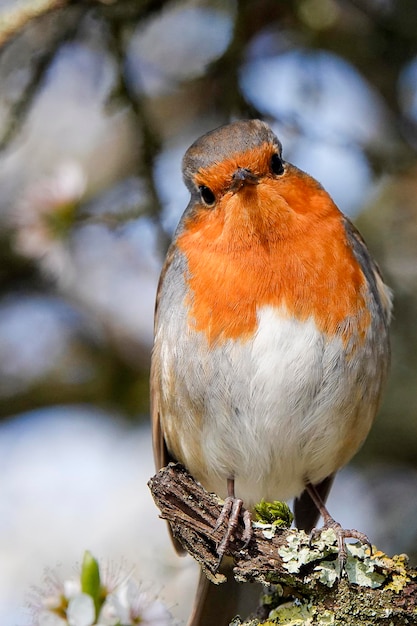 Foto close-up van een vogel die op een tak zit