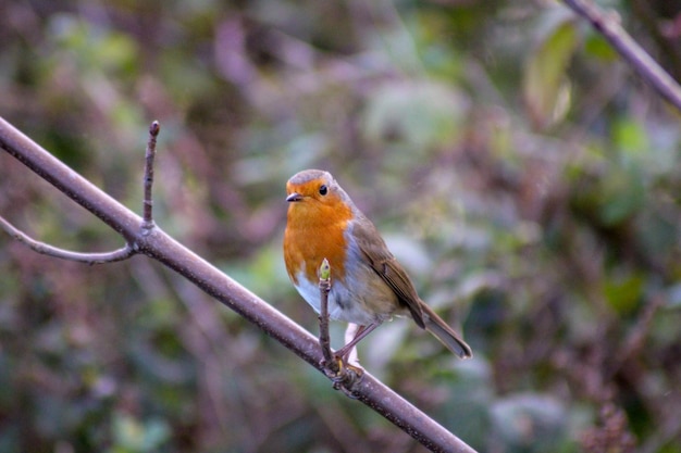 Close-up van een vogel die op een tak zit
