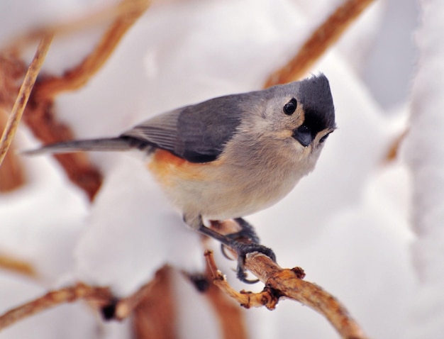 Close-up van een vogel die op een tak zit