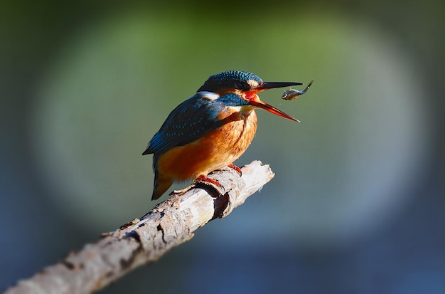 Close-up van een vogel die op een tak zit