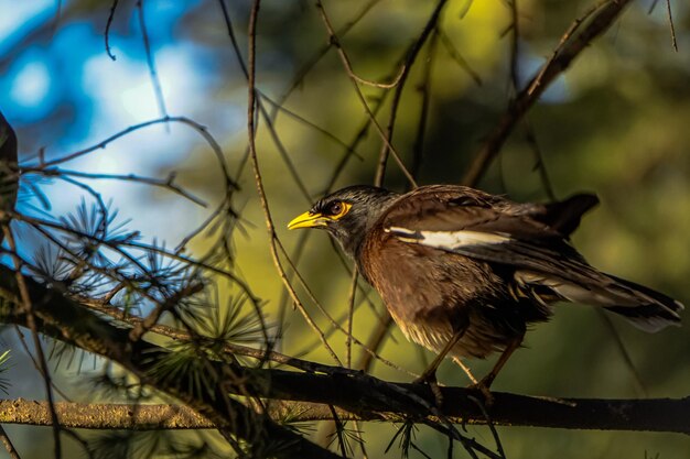 Close-up van een vogel die op een tak zit