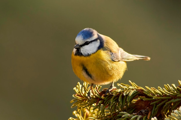 Close-up van een vogel die op een tak zit