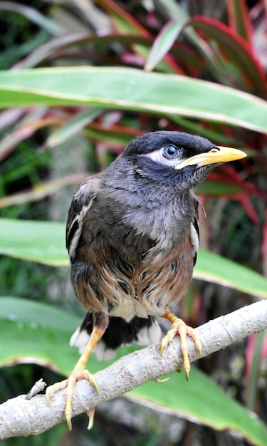 Foto close-up van een vogel die op een tak zit