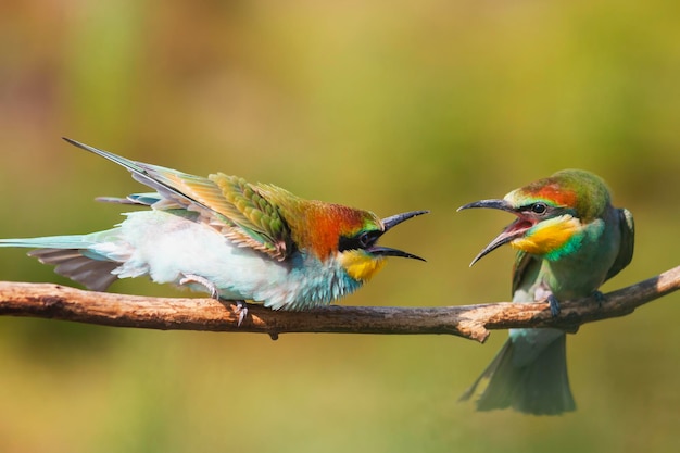 Close-up van een vogel die op een tak zit