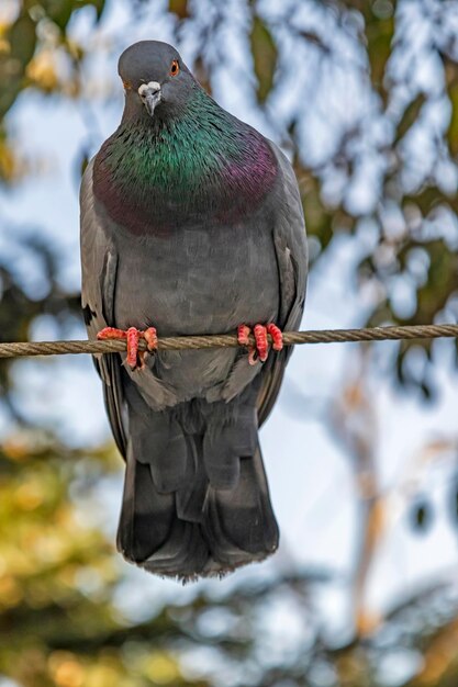 Foto close-up van een vogel die op een tak zit