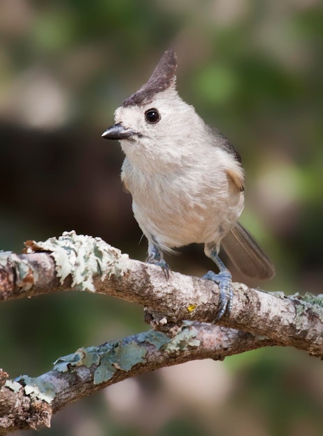 Foto close-up van een vogel die op een tak zit