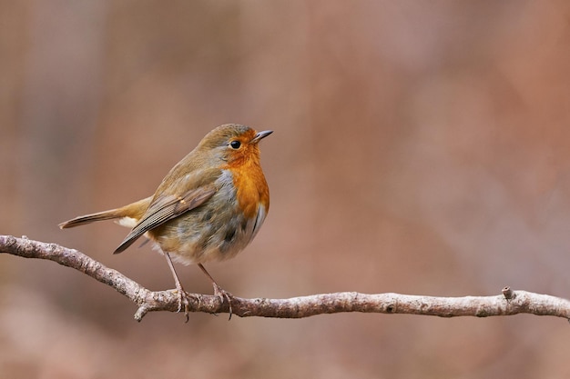 Close-up van een vogel die op een tak zit