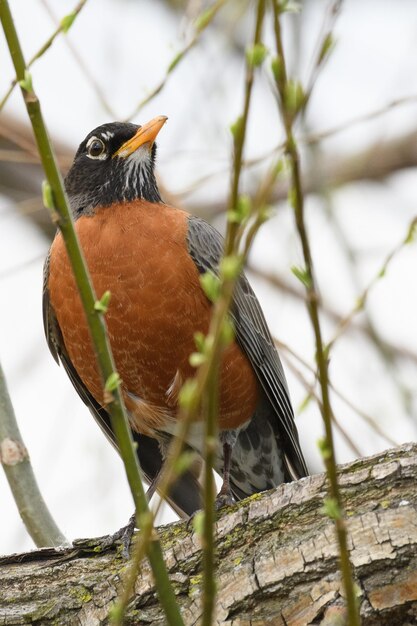 Foto close-up van een vogel die op een tak zit