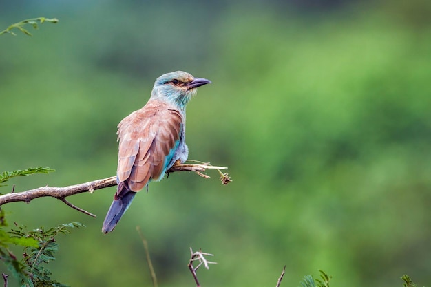 Close-up van een vogel die op een tak zit