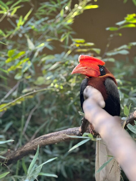 Close-up van een vogel die op een tak zit