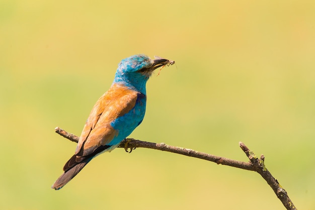 Close-up van een vogel die op een tak zit