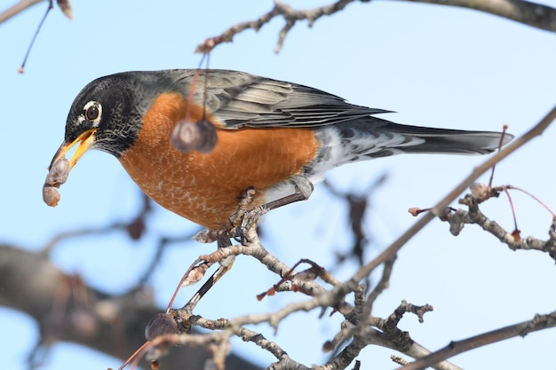 Close-up van een vogel die op een tak zit