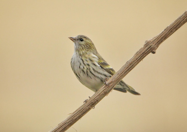 Close-up van een vogel die op een tak zit