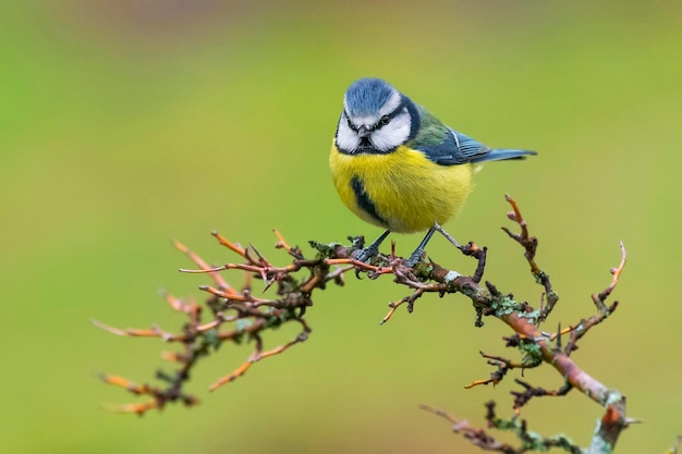 Close-up van een vogel die op een tak zit