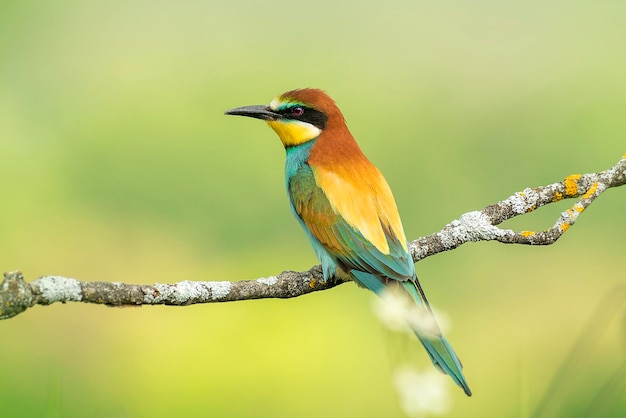 Close-up van een vogel die op een tak zit