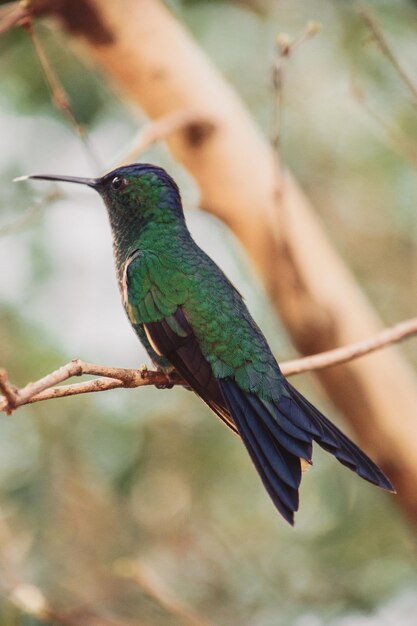 Foto close-up van een vogel die op een tak zit