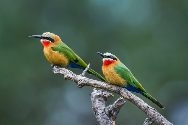 Foto close-up van een vogel die op een tak zit