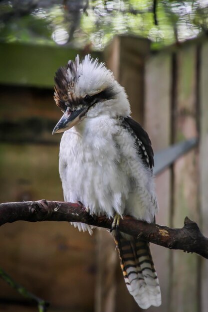 Foto close-up van een vogel die op een tak zit