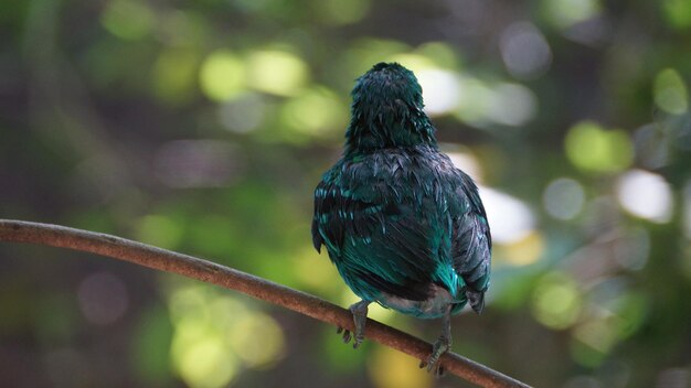 Foto close-up van een vogel die op een tak zit