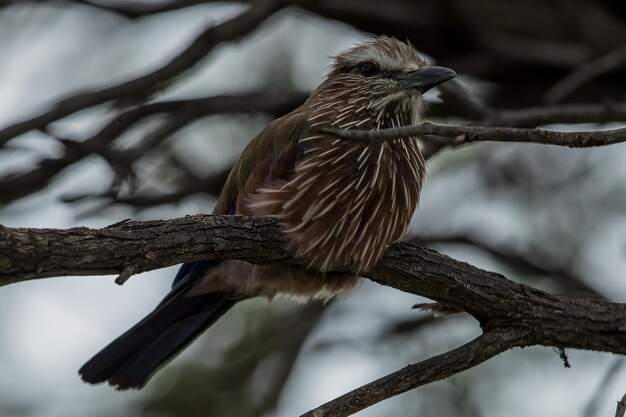 Foto close-up van een vogel die op een tak zit