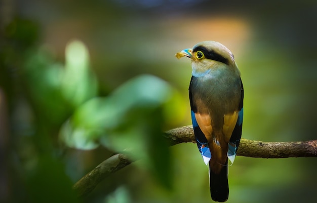 Close-up van een vogel die op een tak zit