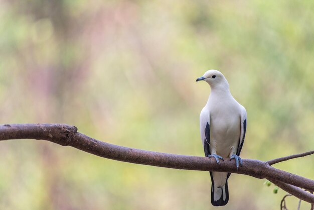 Close-up van een vogel die op een tak zit