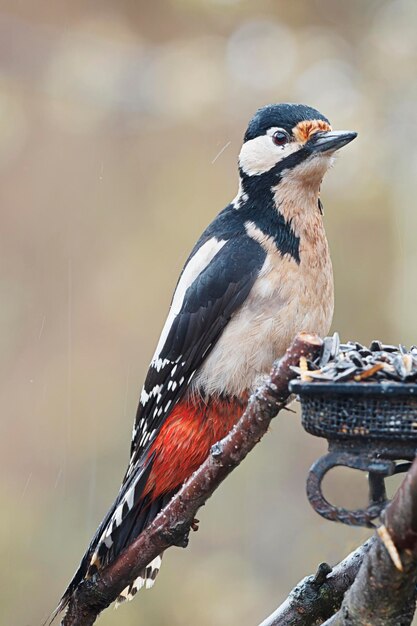 Foto close-up van een vogel die op een tak zit