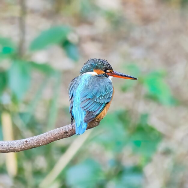 Close-up van een vogel die op een tak zit