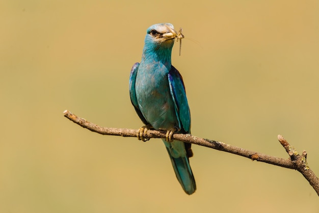 Close-up van een vogel die op een tak zit