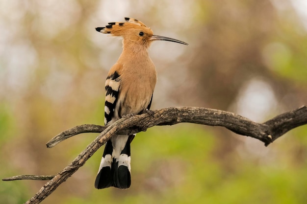 Close-up van een vogel die op een tak zit