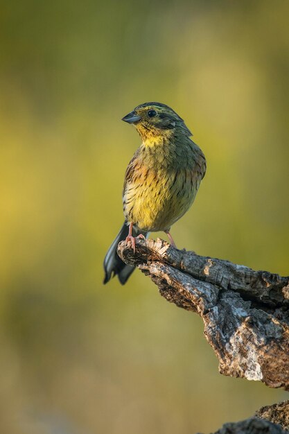 Foto close-up van een vogel die op een tak zit