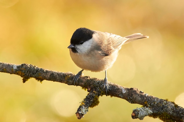 Close-up van een vogel die op een tak zit