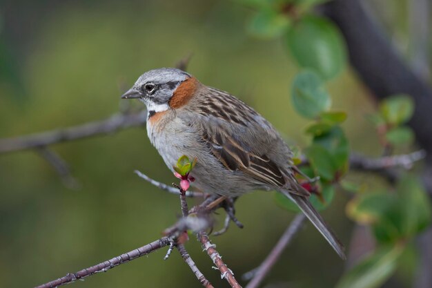 Foto close-up van een vogel die op een tak zit