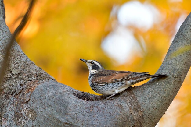 Foto close-up van een vogel die op een tak zit