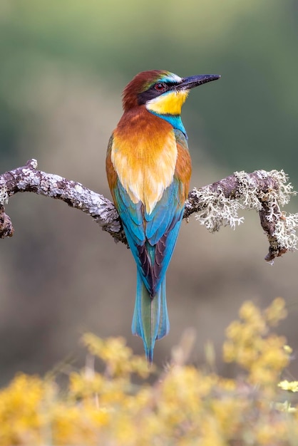 Close-up van een vogel die op een tak zit