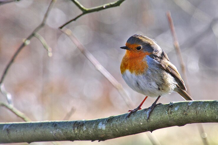 Foto close-up van een vogel die op een tak zit