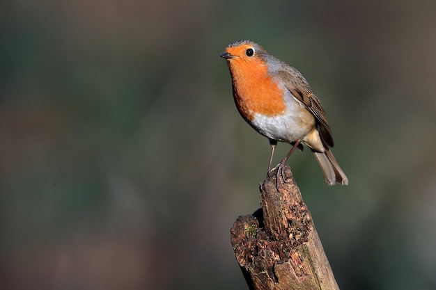 Close-up van een vogel die op een tak zit