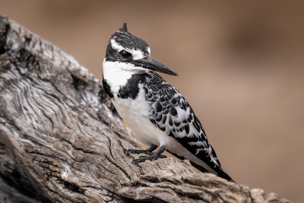 Foto close-up van een vogel die op een tak zit