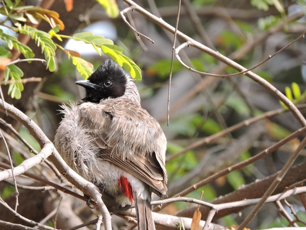 Close-up van een vogel die op een tak zit