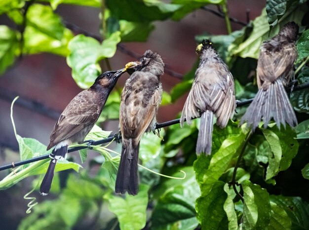 Close-up van een vogel die op een tak zit