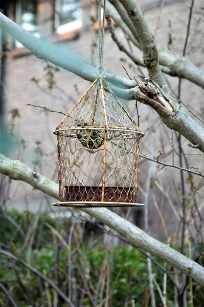 Foto close-up van een vogel die op een tak zit