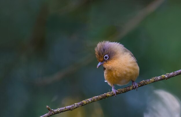 Foto close-up van een vogel die op een tak zit