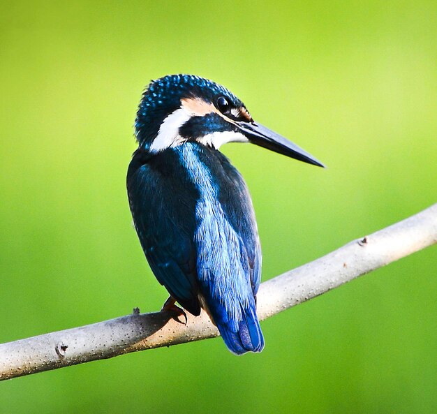 Foto close-up van een vogel die op een tak zit