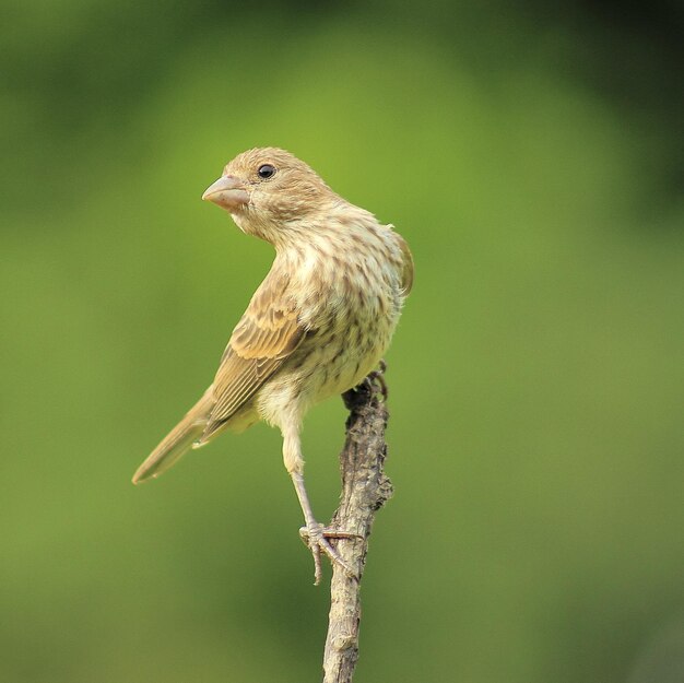 Foto close-up van een vogel die op een tak zit