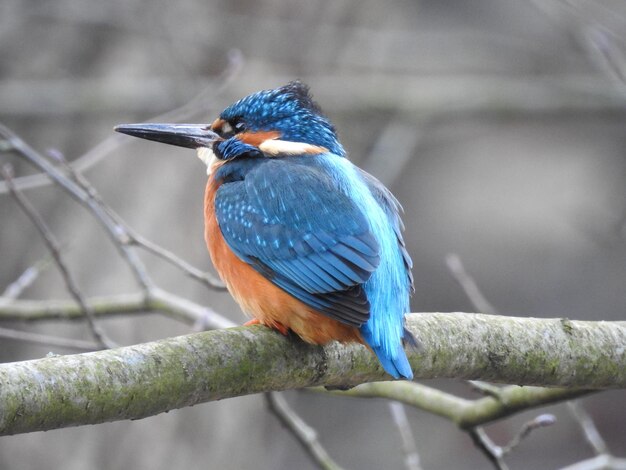 Close-up van een vogel die op een tak zit